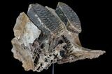Juvenile Woolly Mammoth Jaw Section - North Sea #111757-3